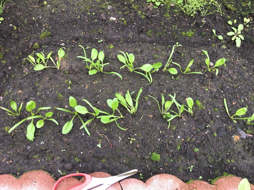 ほうれん草の間引き