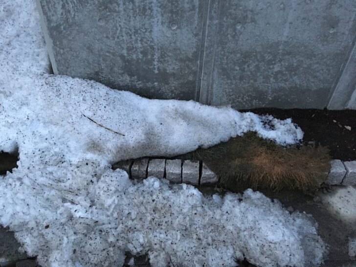 雪解けの花壇