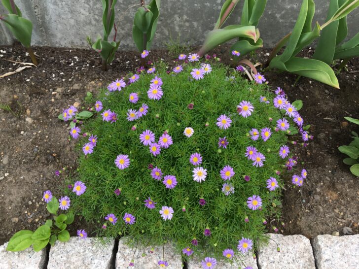 花が咲いたブラキカム