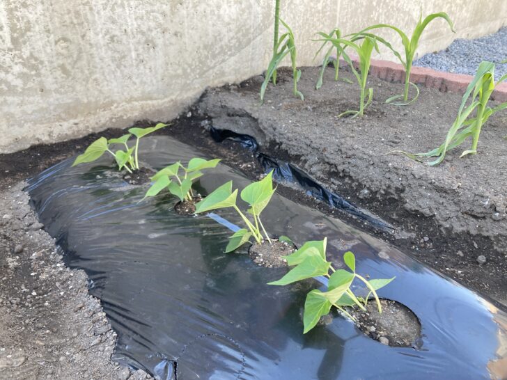 さつまいもの植え付け