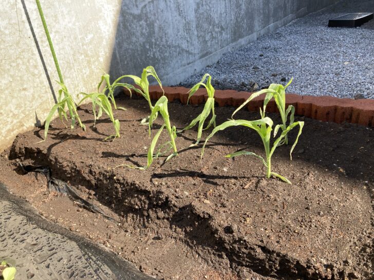 植え付け後のとうもろこし