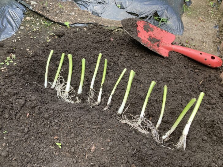 小ネギの植え付け