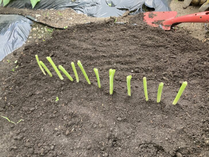 小ネギの植え付け