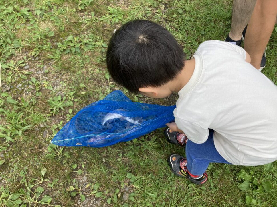 フォレストパークひらかわで釣ったニジマス